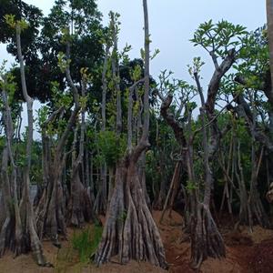 Jual Pohon Pule Rawa / Pule Gabus/ Alstonia Spatulata - Kota Depok ...