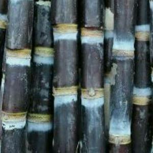 Jual termurah tebu hitam ireng 1kg rasa manis bisa bibit - Jakarta Pusat - Chord Store | Tokopedia