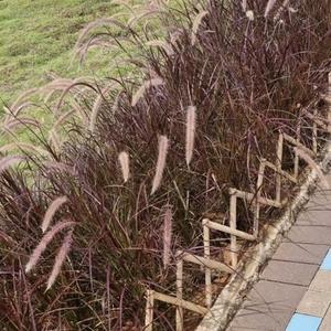 Jual 1 paket 50 polybek tanaman alang alang merah ekor kuda - Kota ...