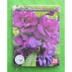 Jual SALE Benih Biji Bunga Impatiens Balsam Pacar Air Ungu Pack ...
