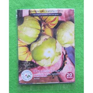 Jual SALE Benih Biji Ciplukan Jumbo Grande Rio Verde Tomatillo Pak ...