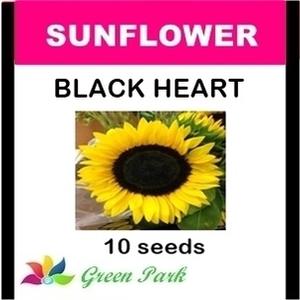 Jual NEW Benih Biji Bunga Matahari Sunflower Black Heart Pack - GP ...