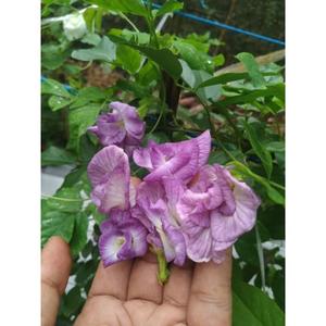 Porno film Helen va yigitlar Mukammal porno rasmlar