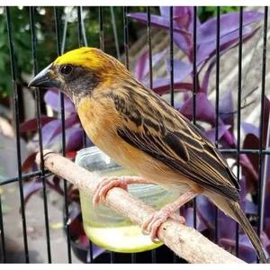 Harga Burung Manyar Jual MANYAR KEPALA EMAS JANTAN BAHAN bukan kenari top - Jakarta Barat - indo jaya 100 | Tokopedia