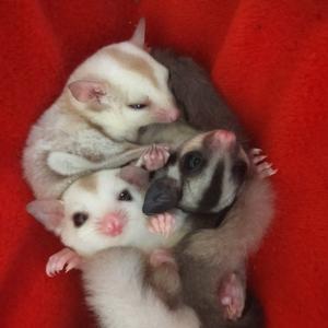 sugar glider 1 bulan