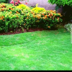 Jual RUMPUT JEPANG / RUMPUT PEKING 1x1 METER - 79602 ready stock ...