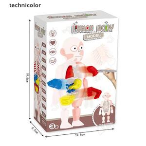 Jual Montessori 3d puzzle Human Body Anatomy Educational Learning DIY ...