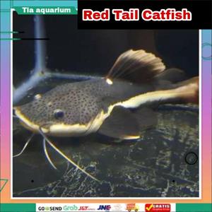 Jual RTC red Tail catfish - Kota Depok - Pesona akuarium | Tokopedia