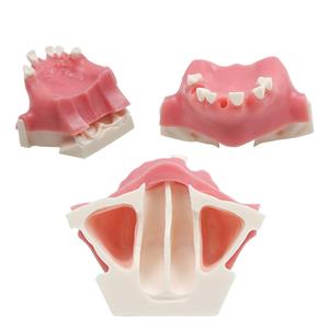 Jual Dental Maxillary Sinus Teeth Model Practice Teeth Model Dental ...