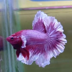 Jual Termurah HIASAN AQUARIUM IKAN CUPANG HALFMOON DUMBO AER ...