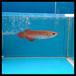 Jual ikan Arwana Super Red Baby Anakan +-15cm Gen Merah Good Quality