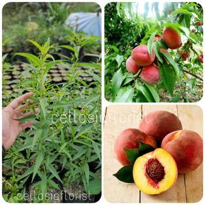 Buah Peach Segar di Pohon