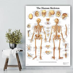 Jual Muscular System Posters Silk Cloth Anatomy Chart Human Body School ...