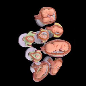 Jual Manekin Model Anatomi 8 X Fetal model Anatomical Human Fetal ...