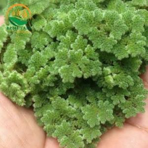 Jual Azolla Pinata Azolla Microphylla tanaman air Apung azolla - Bagus ...