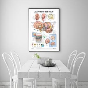 Jual ' Human Anatomy Of The Brain Poster Anatomical Chart Human ...