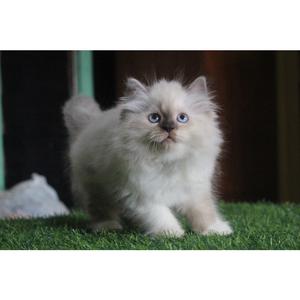 Jual Kucing Persia Munchkin Anggora Ragdol Himalaya Kitten