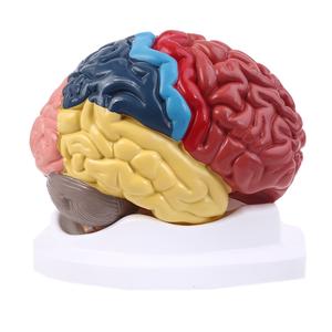 Life Size Human Brain Functional Area Model Anatomy for Science Classroom Study Display Teaching Sculptures School