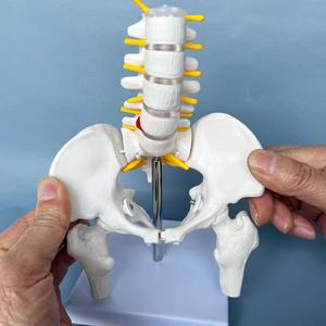 1 Pcs PVC Human Pelvic with Five Lumbar Vertebrae and Femur Model Orthopedics Spinal Column Spine Model Skeleton Anatomy