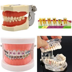 Jual Dental model Teeth model gum Standard Dental Typodont Model ...