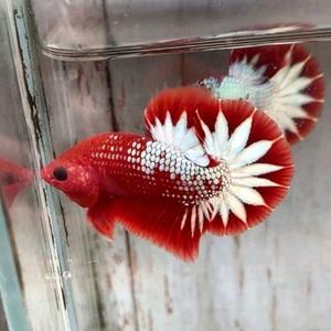 Jual Mx45 Ikan Cupang Fccp Vietnam Kualitas Top Grade - Kab ...