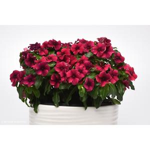 Jual Tanaman Bunga Vinca Tatto Raspberry - Kota Batu - surga bunga ...