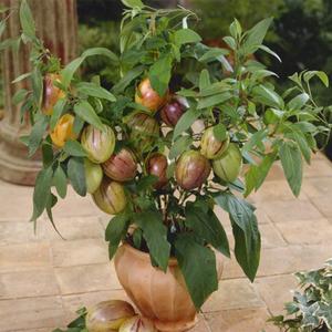 30 Semi Di Pepino Melone (Melone Pepino) | Non OGM | Facili Da Coltivare | Ideali Per Orto E Balcone