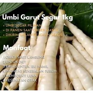 Jual Umbi Garut / Umbi Garut Segar / irut / Tarigu / Umbi Garut 1kg ...