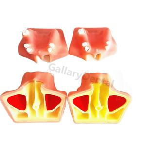 Dental Model Sinus Lift Practice Model Study Education Teeth Model Easyinsmile Style A