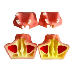 Verified Supplier Sinus Lift Practice Model Osteotome Sinus Lift Kit