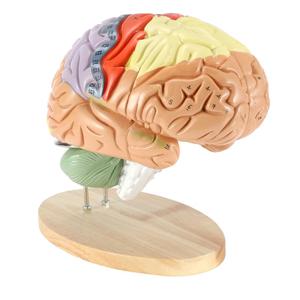 Jual detachable Human brain anatomy model cerebrovascular brain model ...