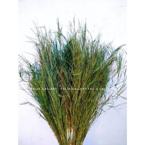 Jual RUMPUT JEPANG WARNA HIJAU - Hiasan Buket Bunga - Kab. Ponorogo ...