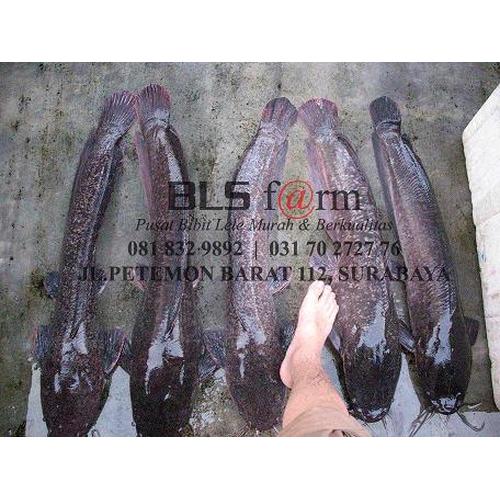 Foto Produk BIBIT LELE SANGKURIANG dari Raja Grosir