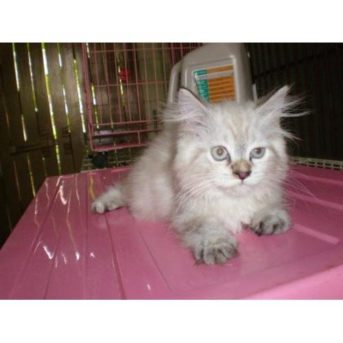 Gambar Kucing dari Phery Pet Shop Kota Ambon Tokopedia