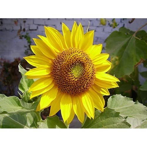 Gambar Kidstuff Sunflower Seed ( Biji Bunga Matahari) dari 2R Sunflower Seeds Kota Surabaya Tokopedia