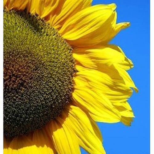Foto Produk Mongolian Giant Hybrid (Seed) dari 2R Sunflower Seeds