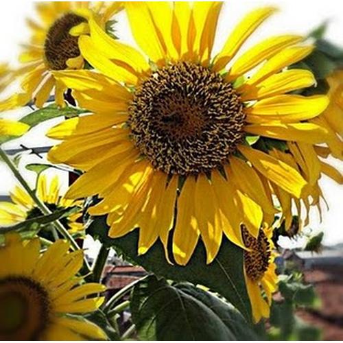 Gambar Mexico Sun-Gold Sunflower (seed) dari 2R Sunflower Seeds Kota Surabaya Tokopedia