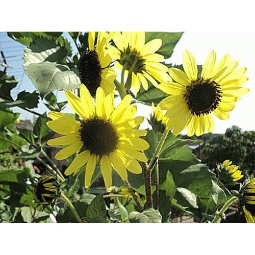 Gambar Sun Burst Hybrid Sunflower (seed) dari 2R Sunflower Seeds Kota Surabaya Tokopedia