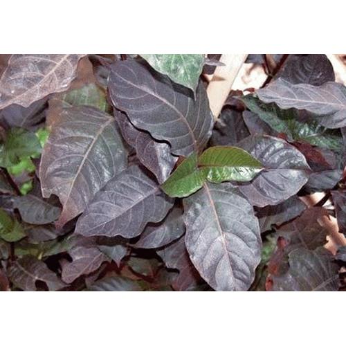 Foto Produk Daun Ungu segar 25lbr dari Xtrawhale