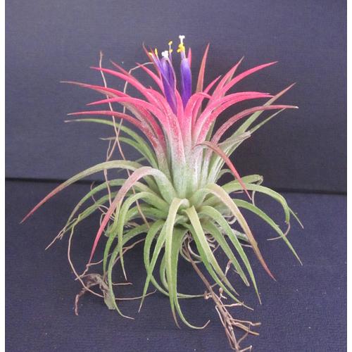 Foto Produk Tillandsia Ionantha Rubra dari Little Carnivorous Camp