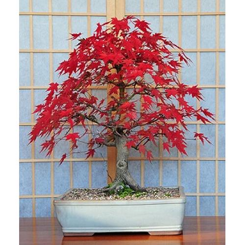 Foto Produk Benih Biji Bibit Japanese Red Maple for Bonsai dari Biji Benih