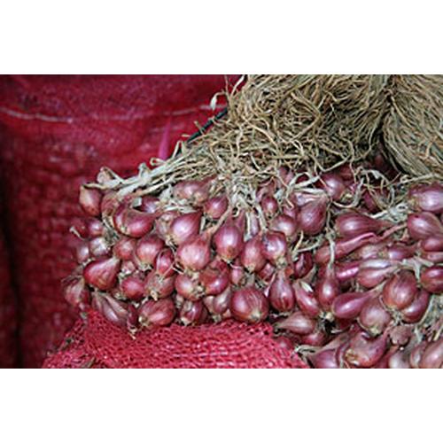 Gambar bawang merah BIBIT dari Benih Pertanian Kab. Nganjuk Tokopedia