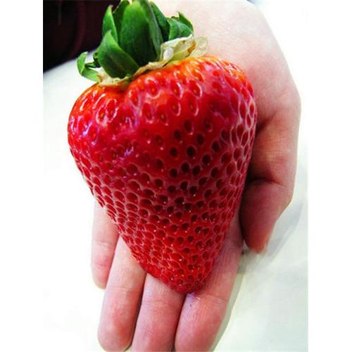 Jual Benih Biji Strawberry Super Besar 
