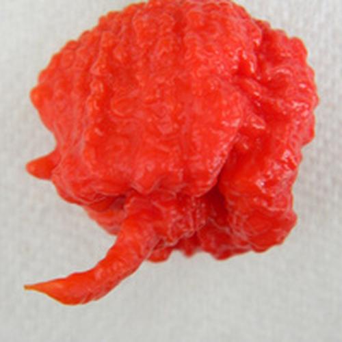 Foto Produk Benih Cabai Terpedas didunia Carolina Reaper dari bibitunik