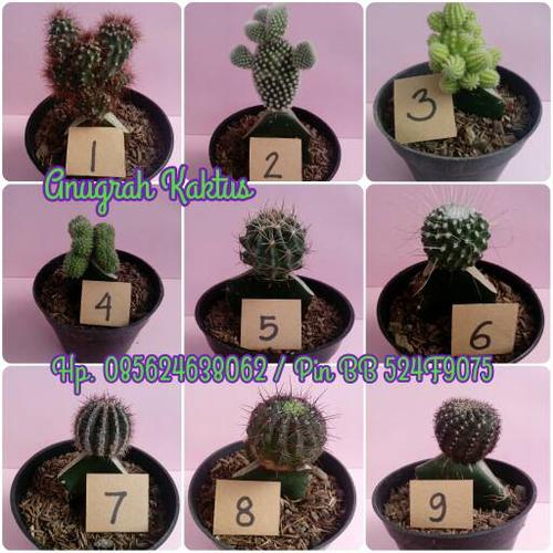 Foto Produk kaktus mini dan sukulen dari Anugrah Kaktus