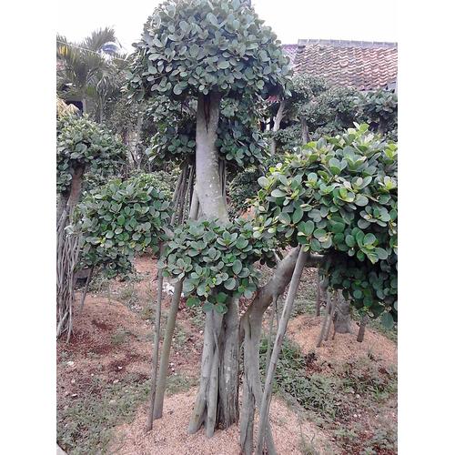 Jual Jual pohon beringin korea bonsai dan legend Kab. Bogor Jasa