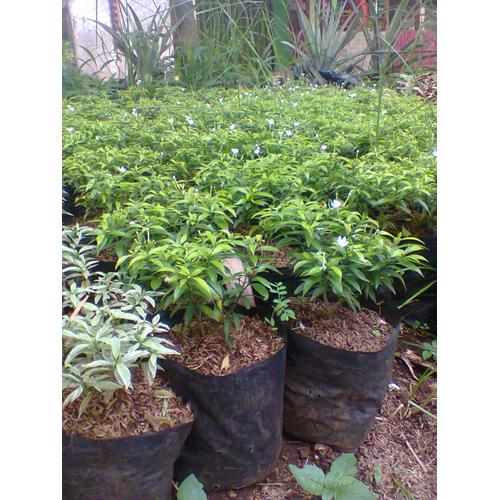 Jual Tanaman Hias Jual Tanaman Semak Tukang Taman Kab Bogor Doeltaman Tokopedia