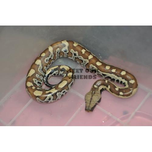 Jual Ular Blood Pyhton Dipong Kota Surakarta Meetourfriends Tokopedia