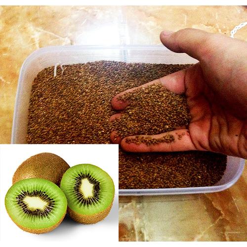Foto Produk 200 Benih Biji Bibit Kiwi Hijau Actinidia deliciosa dari Biji Benih