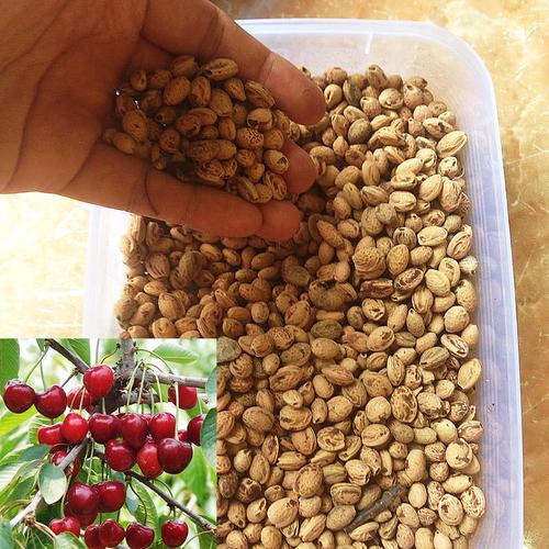 Gambar 20 Benih Biji Bibit Sweet Cherry dari Biji Benih Kota Medan Tokopedia